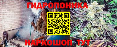 шишки Коммунар